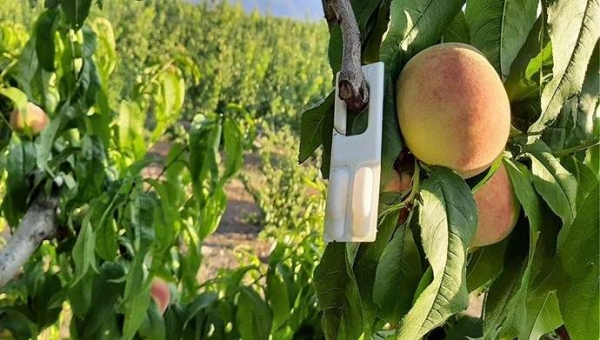 Φερομόνες παρεμπόδισης σύζευξης